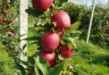 Dal Piemonte arriva la frutta con i colori del Natale