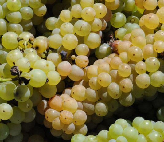 Nella festa dell’uva Erbaluce, la leggenda e la realtà della vitivinicoltura canavesana