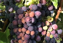 Asti DOCG, Confagricoltura Piemonte: “La proposta degli 85 quintali è un segnale di equilibrio e responsabilità per la filiera”